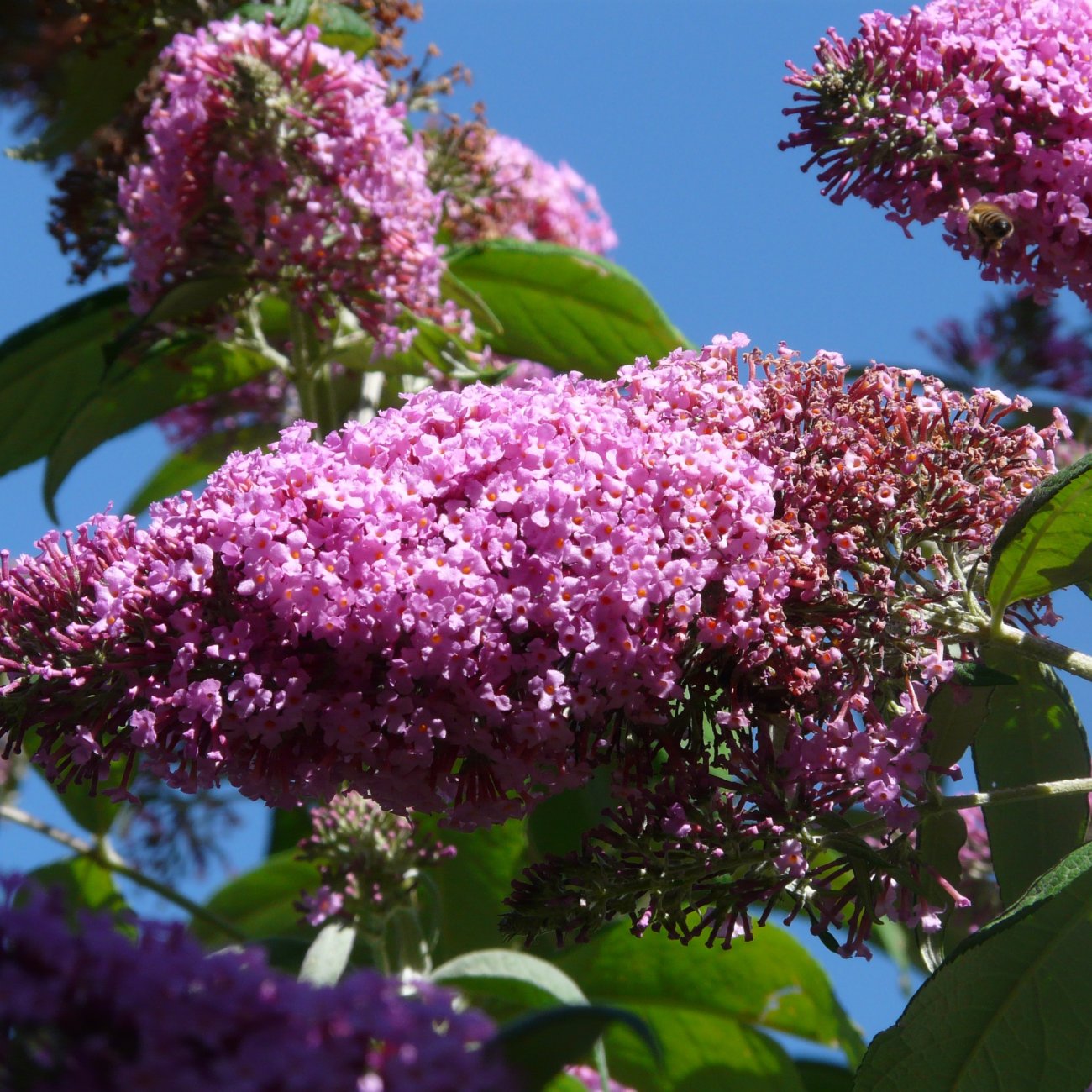 Obrázok Budleja Dávidova (Buddleja Davidii) ‘LITTLE LILA BUTTERFLY CANDY’® - výška 10-20 cm, kont. C2L